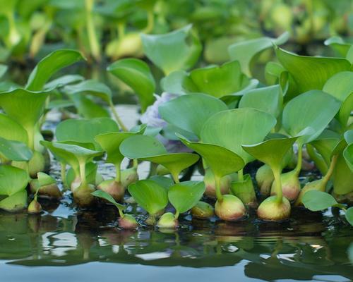 探秘浮萍的生态与生命之谜（浮萍是水生植物）