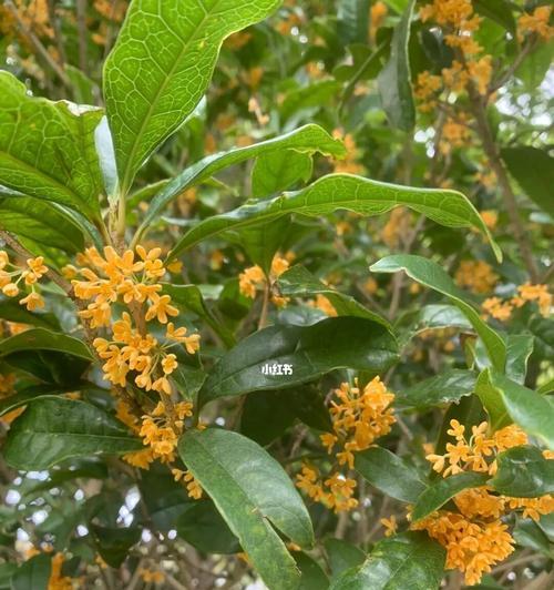 桂花寓意——家里种桂花的意义（桂花的美丽与文化传承）