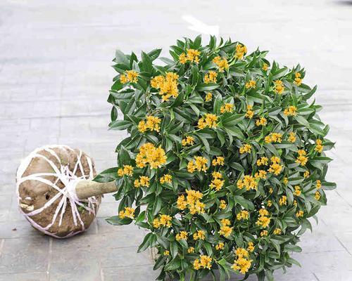 桂花寓意——家里种桂花的意义（桂花的美丽与文化传承）