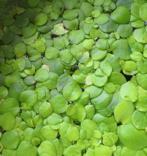 探秘浮萍的生态与生命之谜（浮萍是水生植物）
