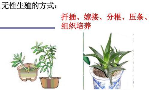 浮萍的繁殖方法与时间（探究浮萍繁殖的奥秘）