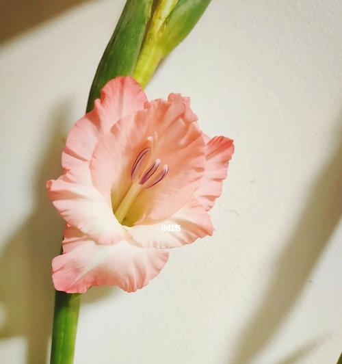 剑兰花花语的意义与解释（探寻剑兰花的深层内涵和象征意义）
