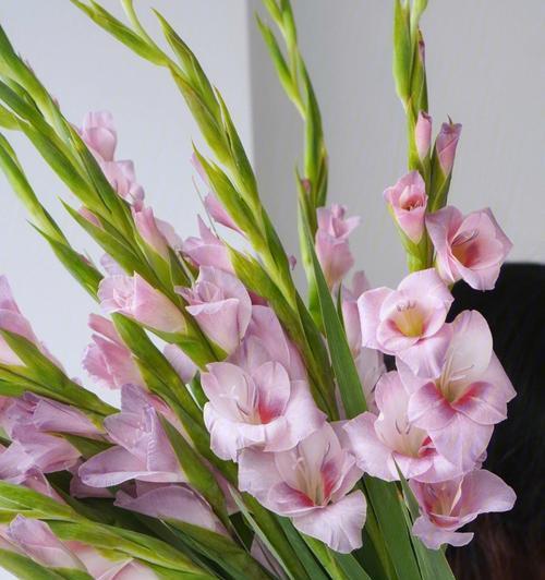 剑兰花花语的意义与解释（探寻剑兰花的深层内涵和象征意义）