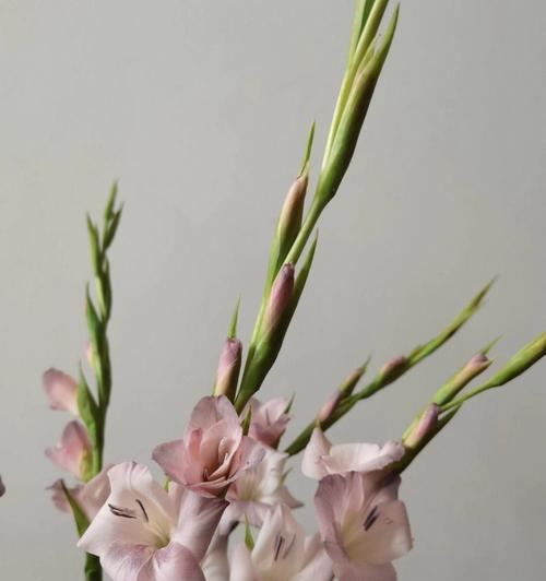 剑兰花花语的意义与解释（探寻剑兰花的深层内涵和象征意义）