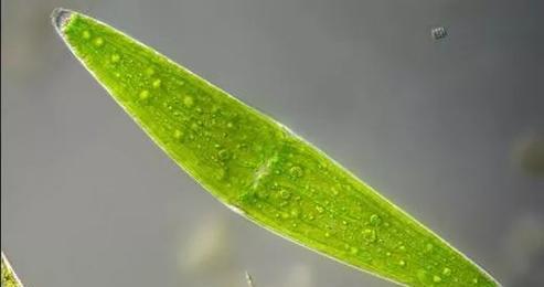 探秘神奇浮游植物的生态世界（从海洋到淡水）