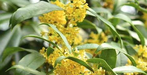 金桂花树的花语与美丽的意义（探寻金桂花树的神秘花语及其象征意义）