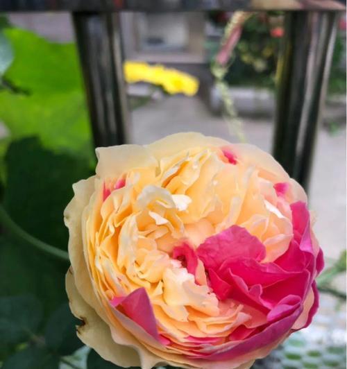 金奖章月季花语（荣耀的花朵）