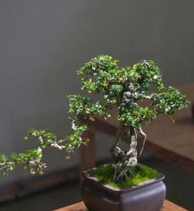 福建茶家居养护全攻略（让茶香缭绕家中）