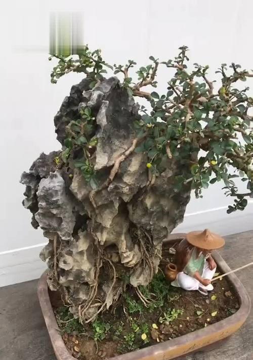 如何正确养护福建茶下山桩（提高养护水平）