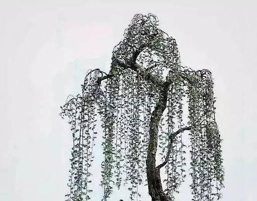 如何正确养护福建茶下山桩（提高养护水平）