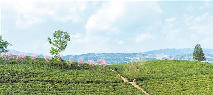 如何正确养护福建茶下山桩（提高养护水平）