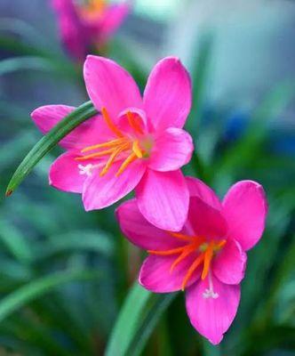 韭兰花（探索韭兰花语与含义）