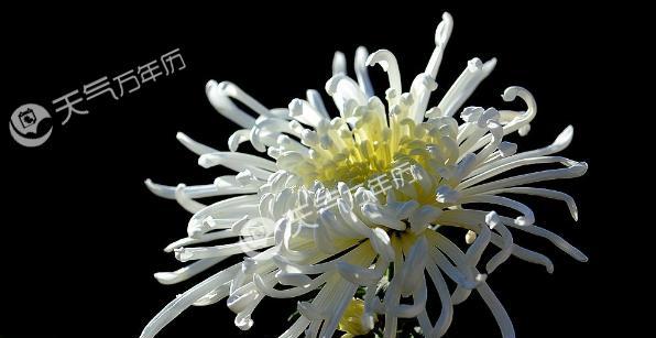菊花的花语与象征意义（解读菊花的神秘语言与美丽寓意）