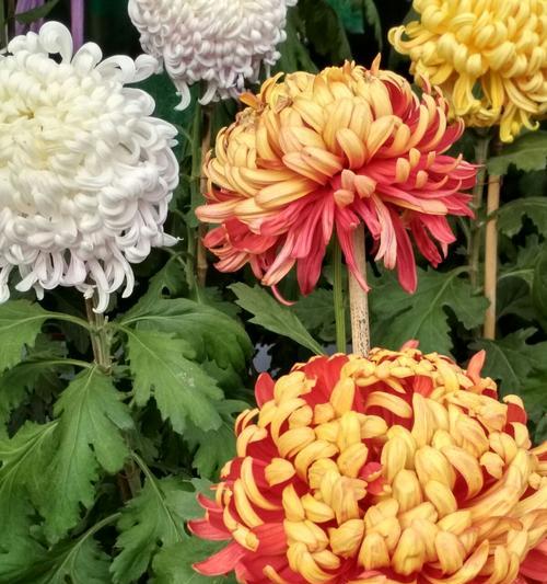 菊花特性花语（解读菊花的花语）