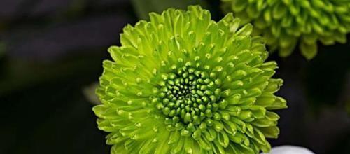 菊花特性花语（解读菊花的花语）