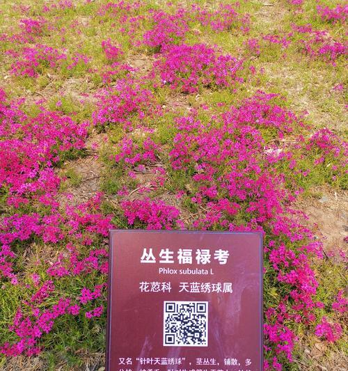 福禄考最佳播种时间（了解福禄考播种时间）