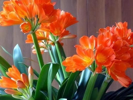 以君子兰为主题的花语和象征（揭秘君子兰的花语和象征）