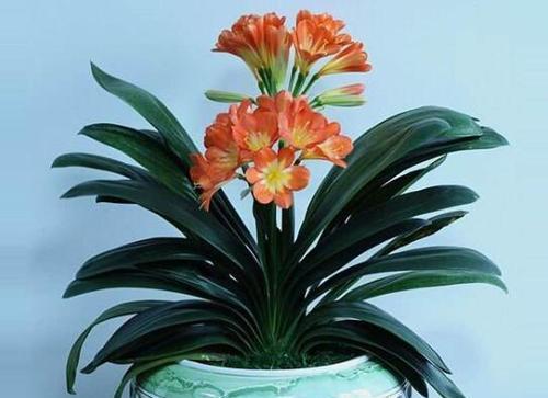 以君子兰为主题的花语和象征（揭秘君子兰的花语和象征）