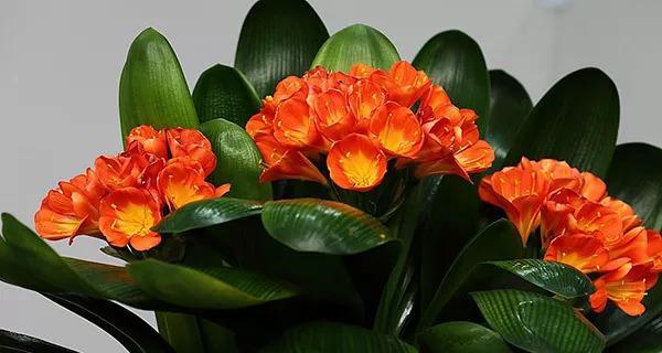 以君子兰为主题的花语和象征（揭秘君子兰的花语和象征）