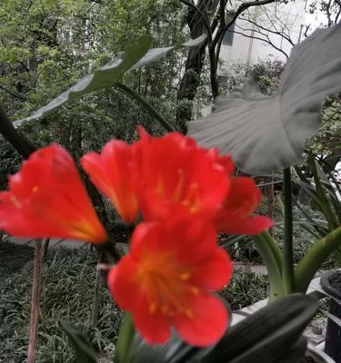 君子兰花（探索君子兰花的花语及象征意义）