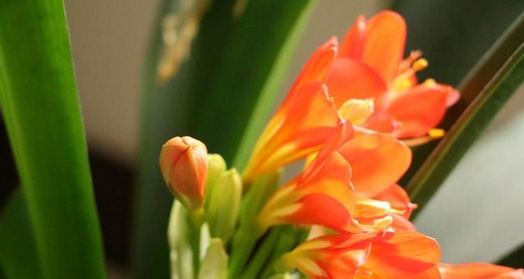 君子兰花的形状之意（探寻君子兰花的神秘之处）