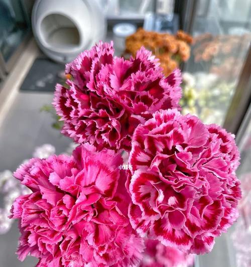 康乃馨的数量代表的含义（用康乃馨数量诠释人生的美好）
