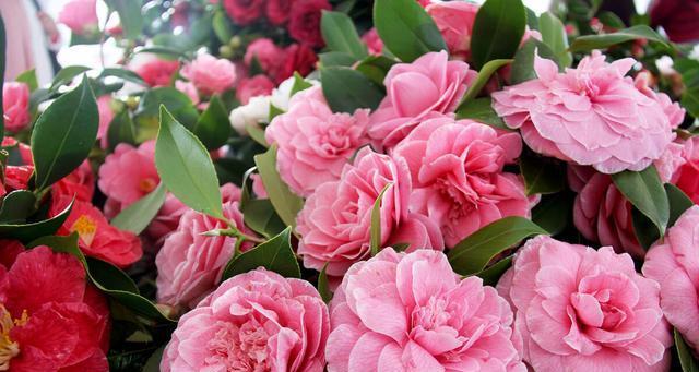 探寻福州市花——茉莉花（了解福州市花的历史）