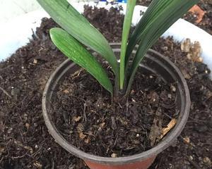 腐殖土适合种什么植物？——了解腐殖土的基本性质和作用