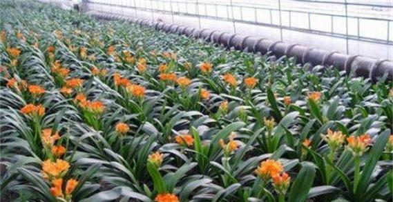 腐殖土适合种什么植物？——了解腐殖土的基本性质和作用