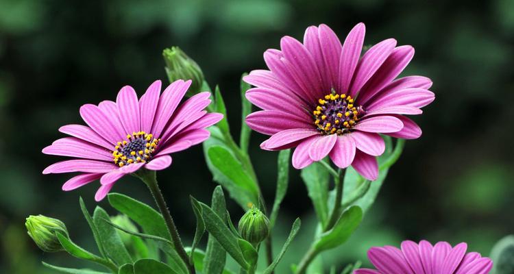 蓝目菊花的花语与意义（探寻蓝目菊花的美丽背后）