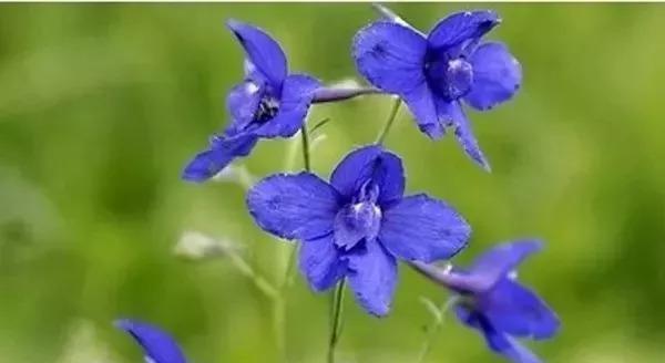 蓝色翠菊的花语之美——盛开在清晨的青春之花（探寻蓝色翠菊的花语之谜）