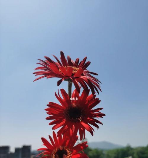 蓝色非洲菊花的美丽与寓意（探索蓝色非洲菊花的花语之美）