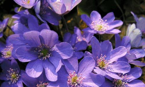蓝色非洲菊花的美丽与寓意（探索蓝色非洲菊花的花语之美）