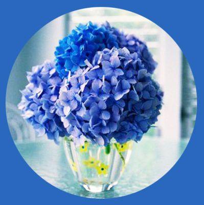 蓝色风信子花语的深刻含义（从温柔到思念）