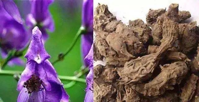 附片与草乌，两者真的相同吗（揭开神秘面纱）