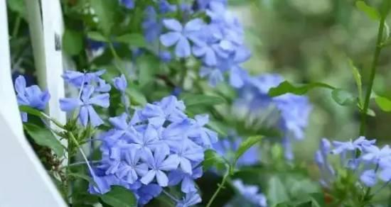 蓝色兰花花语——生命的守望（蓝色兰花的深意与传承）