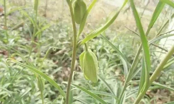 附片与草乌，两者真的相同吗（揭开神秘面纱）