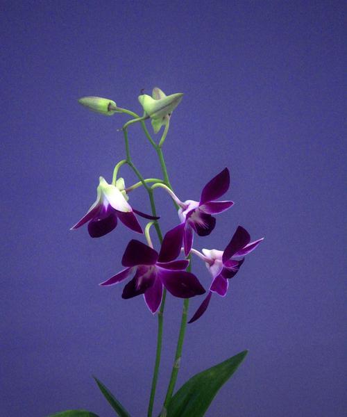 蓝色兰花花语——生命的守望（蓝色兰花的深意与传承）