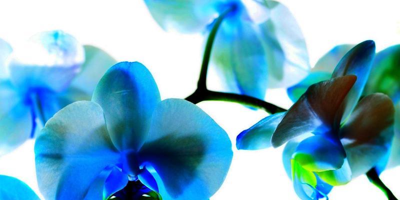 蓝色兰花花语——生命的守望（蓝色兰花的深意与传承）