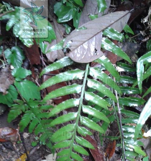 附生植物的奇妙世界（探秘附生植物的生长方式与适应环境的特殊能力）