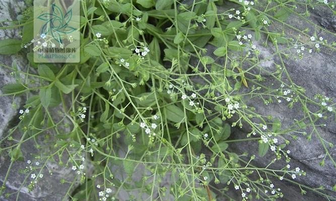 附生植物的奇妙世界（探秘附生植物的生长方式与适应环境的特殊能力）