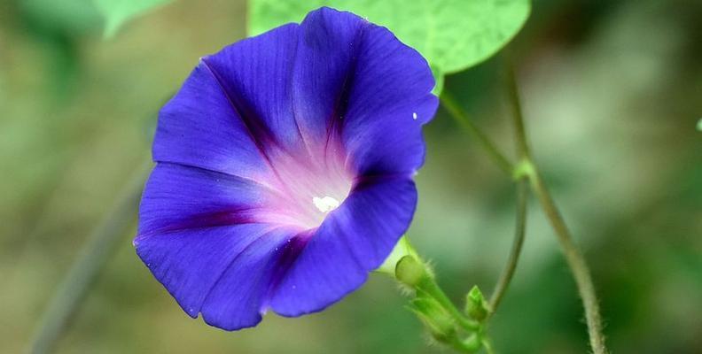 蓝色牵牛花（探寻蓝色牵牛花的花语与寓意）