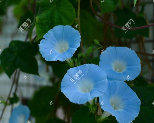 蓝色牵牛花（探寻蓝色牵牛花的花语与寓意）