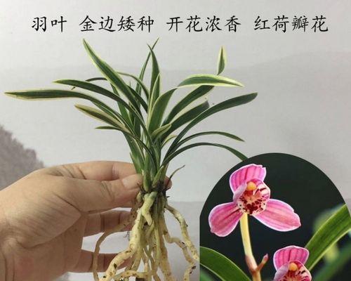 兰花矮品种的特点及栽培方法（探索小空间中的兰花美景）