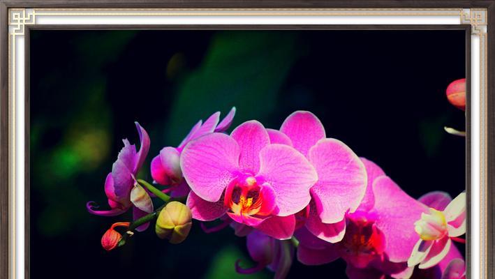 探究兰花的花语和象征意义（从传统文化到现代心理）