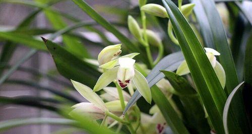 探究兰花的花语和象征意义（从传统文化到现代心理）