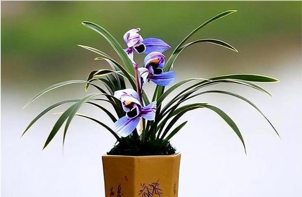 以兰花的美好事物象征（香气芳香）
