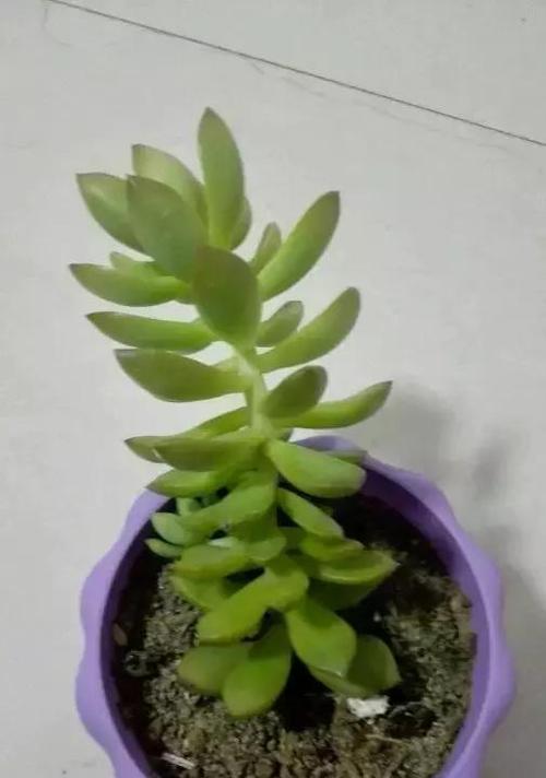 复合肥的肥力与多肉的生长（多肉植物能否使用复合肥）