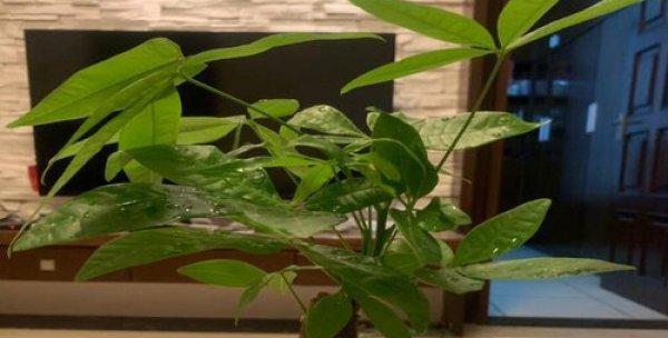 复合肥的营养让发财树更茂盛（选择正确肥料）