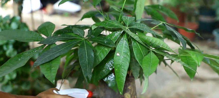复合肥的营养让发财树更茂盛（选择正确肥料）